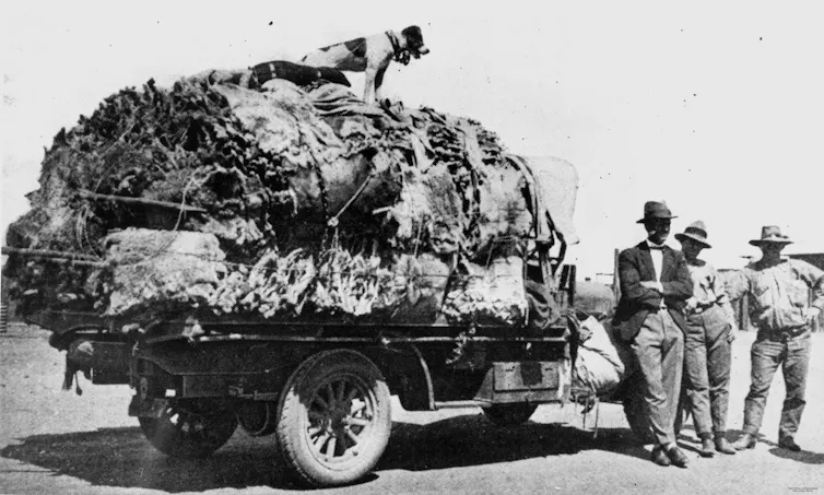 truck loaded with koala skins