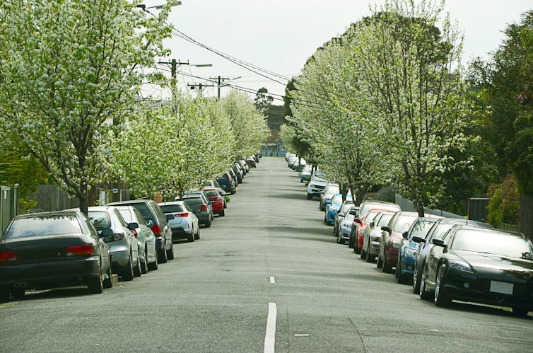 A street with small trees in bloom and cars down both sides
