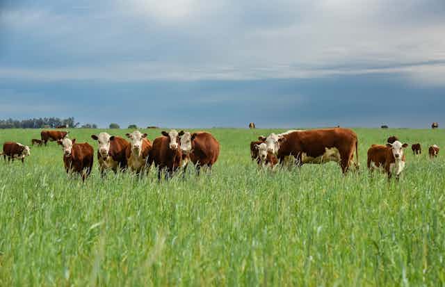Rebaño de vacas en un prado.