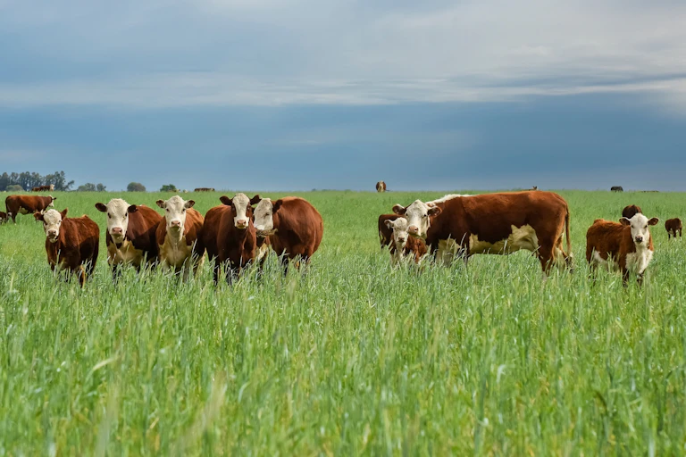 Rebaño de vacas en un prado.