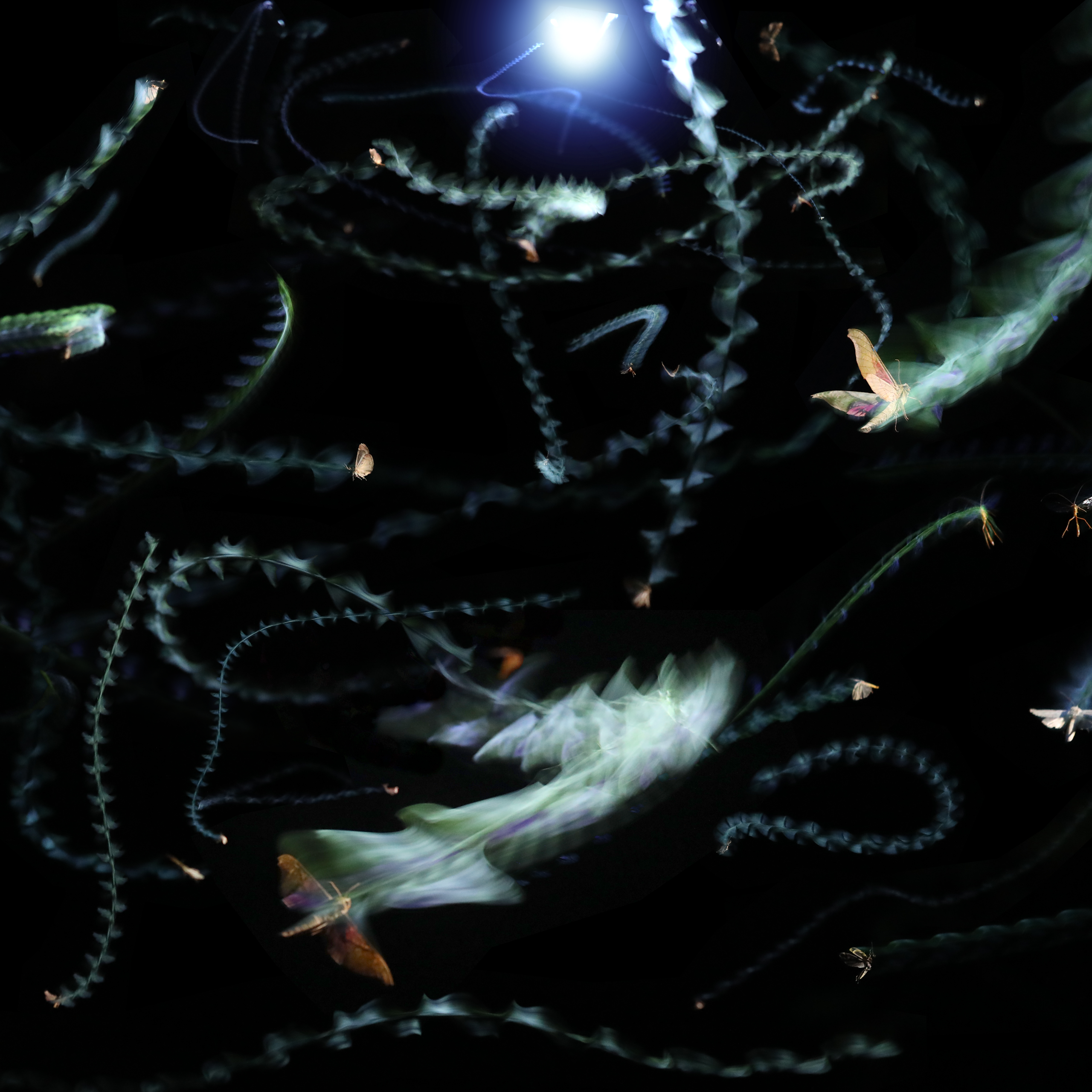 Insectos voladores dejan estelas de luz sobre un fondo oscuro