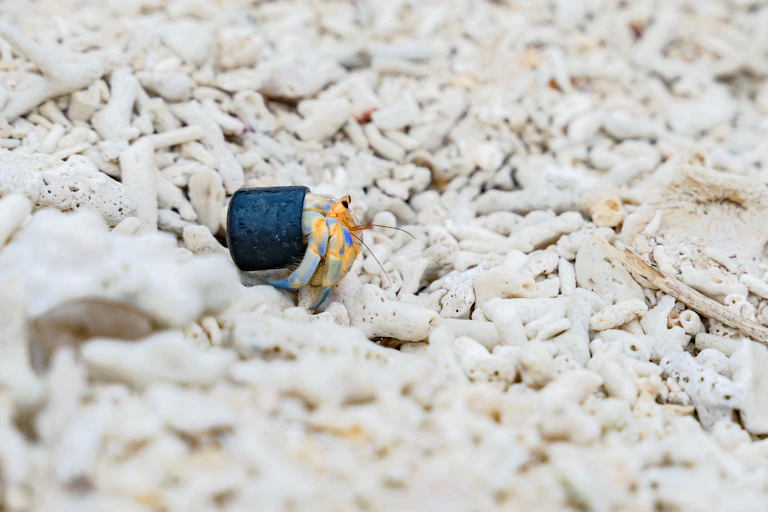 Small grey and yellow hermit crab using dark blue plastic bottle cap as shell, on white stony beach background