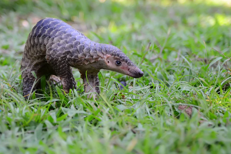 Photo d’un pangolin
