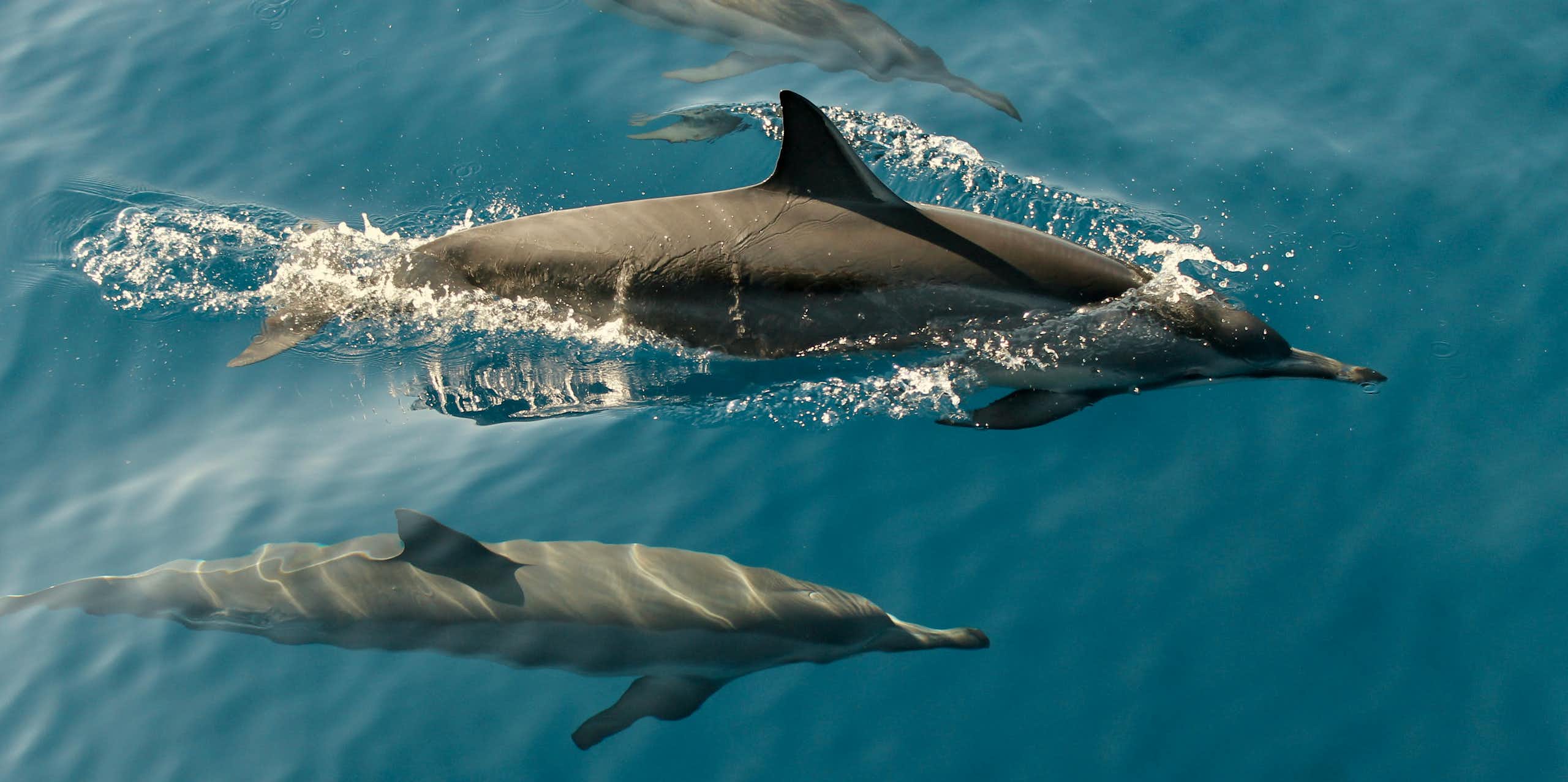 Photographie de dauphins.