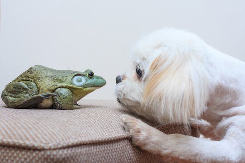 Training an animal? An ethicist explains how and why your dog − but not your frog − can be punished
