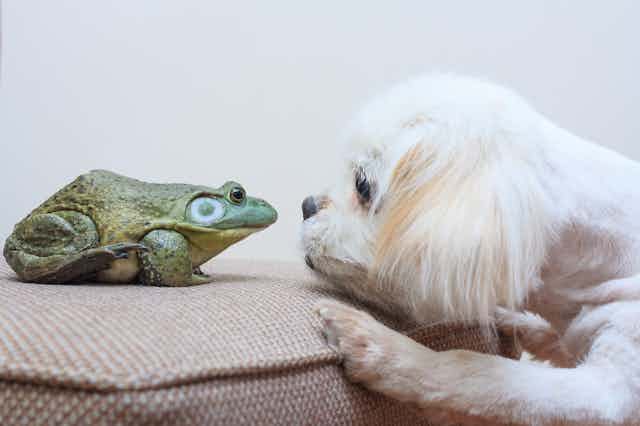 A large green frog seated on an upholstered surface looks into the eyes of a small white dog.