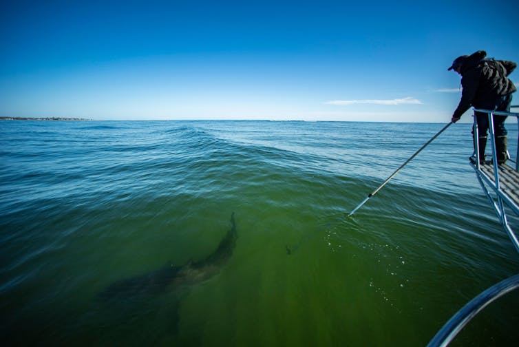 A man stands on the prow of a boat, extending a pole into the water toward a large dark shape.