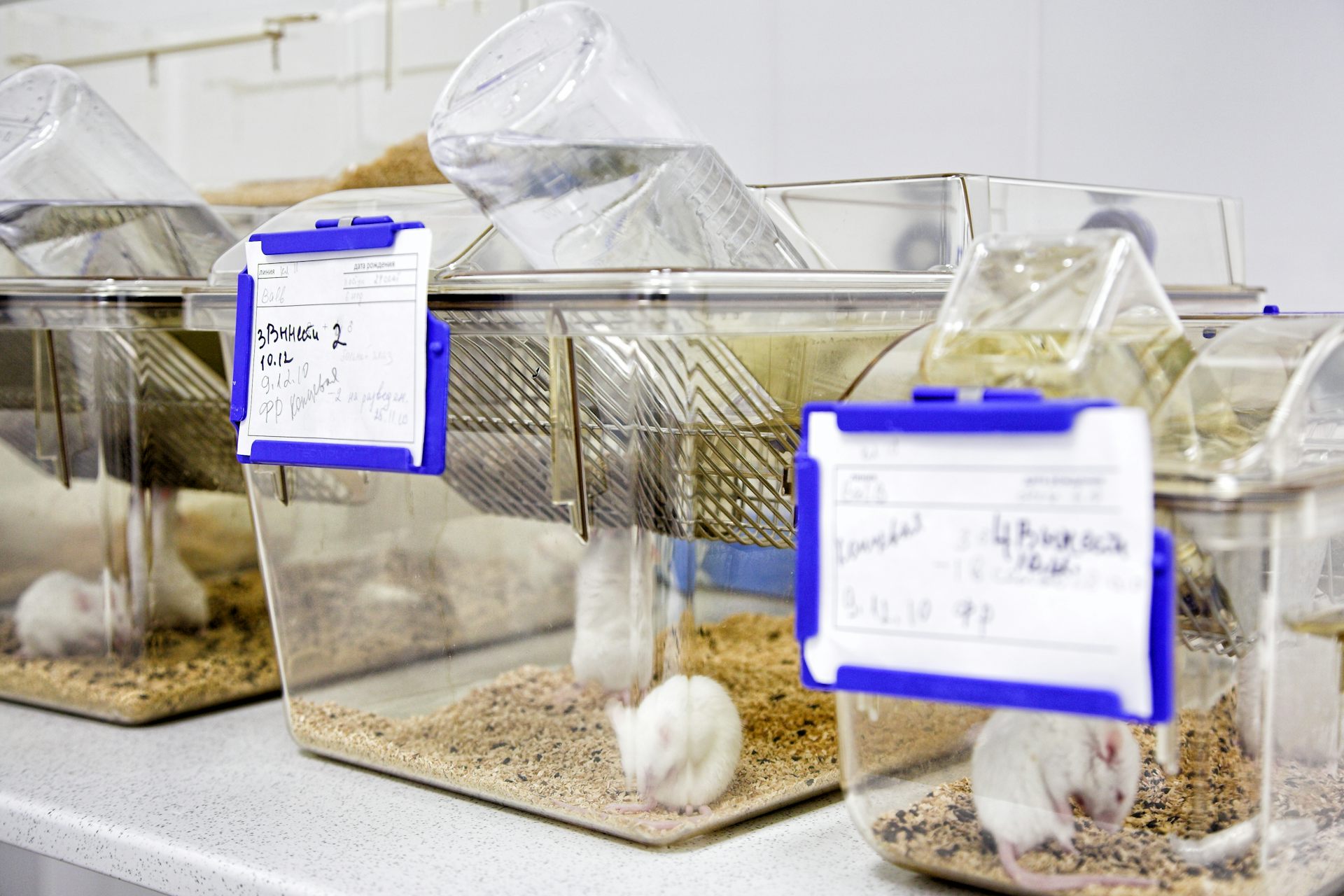 Souris de laboratoire dans leurs cages d’élevage (photo d’illustration)