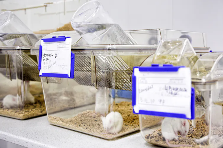 Souris de laboratoire dans leurs cages d’élevage (photo d’illustration)