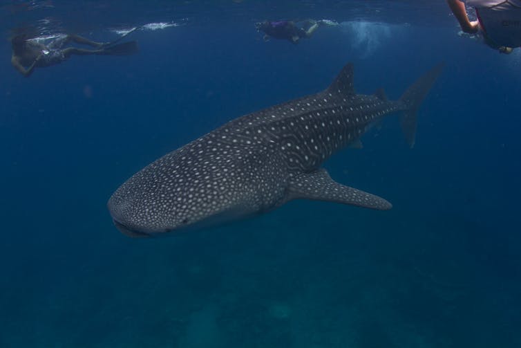 Three snorkelers swim above a large spotted shark.