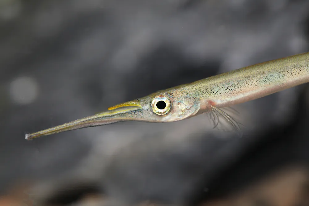 365-Million-Year-Old Fish With Extreme Underbite Showcases Vertebrate ...