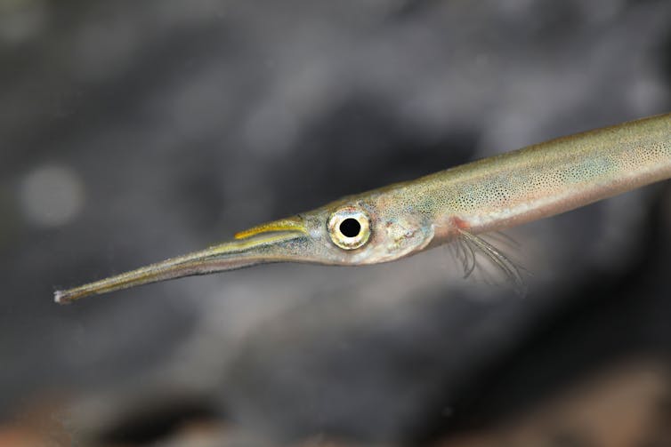 Of currently living species, only the halfbeak shows an elongated lower jaw. © Shutterstock