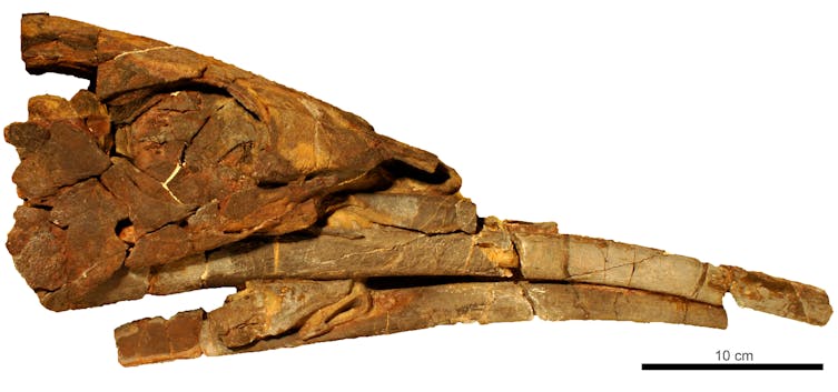 A specimen of Alienacanthus, comprising almost the entire skull. The large eye socket on the left and incomplete long lower jaw at the bottom are visible. © Science Alert