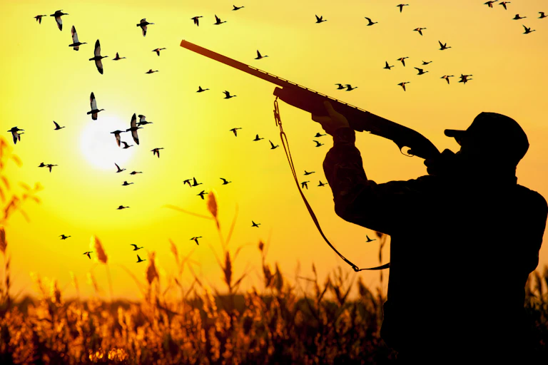 Game hunter holding up a rifle shooting ducks, silhouetted in sunset