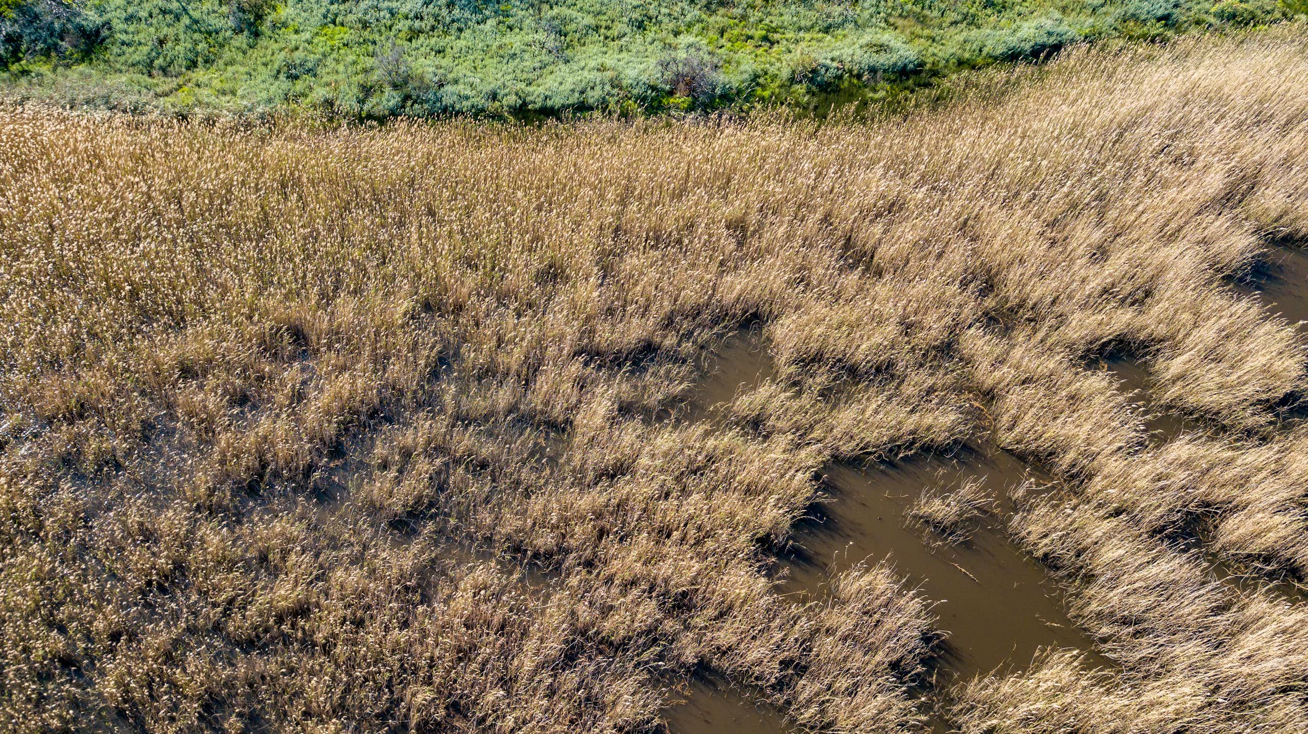 Areal view of boggy ground where vegetation and water appear together