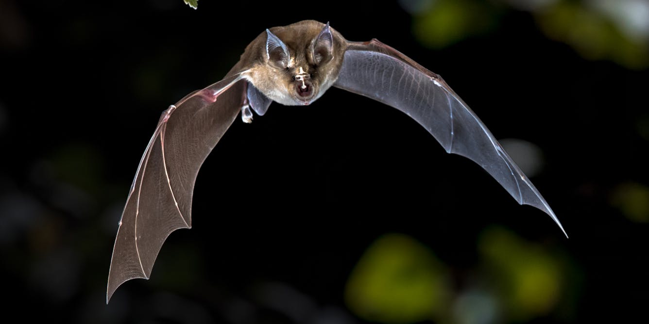How bats ‘leapfrog’ their way home at night