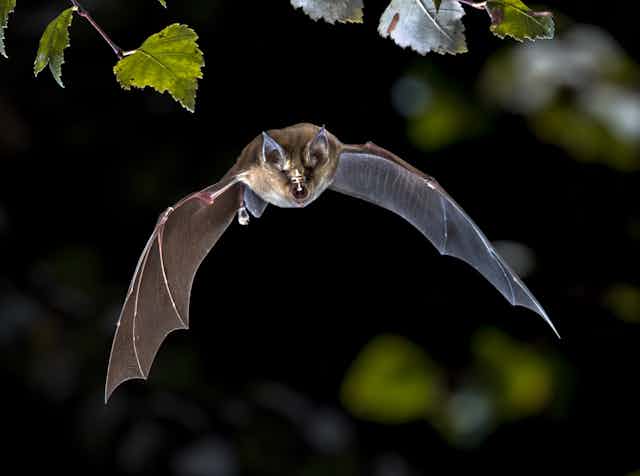 A greater horseshoe bat flying through the air