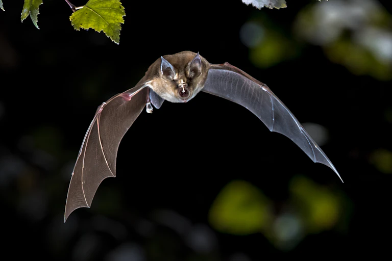 A greater horseshoe bat flying through the air