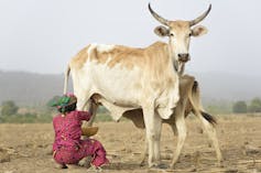 Woman milking a cow.