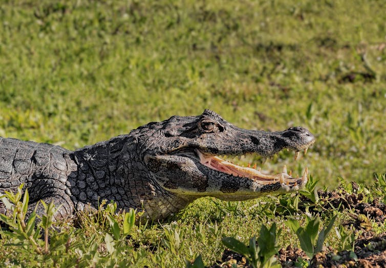 Caiman sideeyes the camera