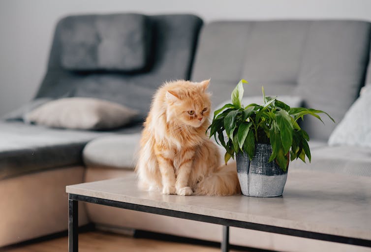A fluffy orange cat sits on a coffee table, staring intently at a potted plant next to it.