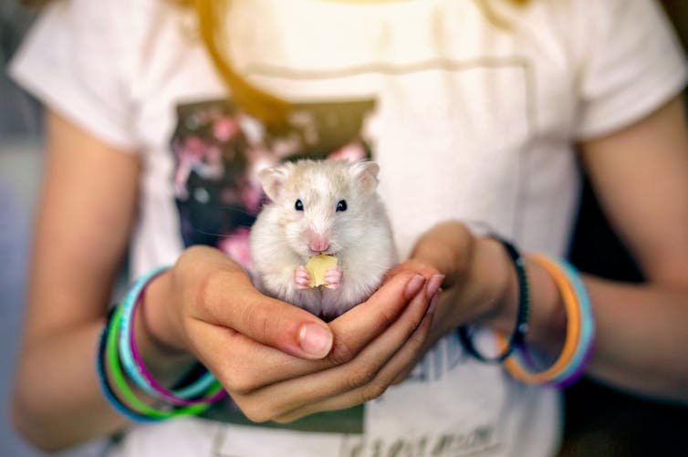 A girl with colorful bracelets and a white t-shirt holds a white mouse eating cheese.