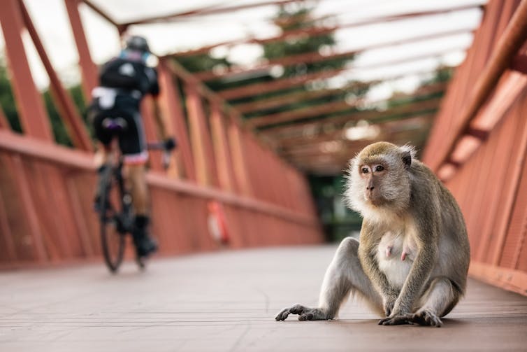 A long-tailed macaque sits on a red footbridge while a cyclist rides past.