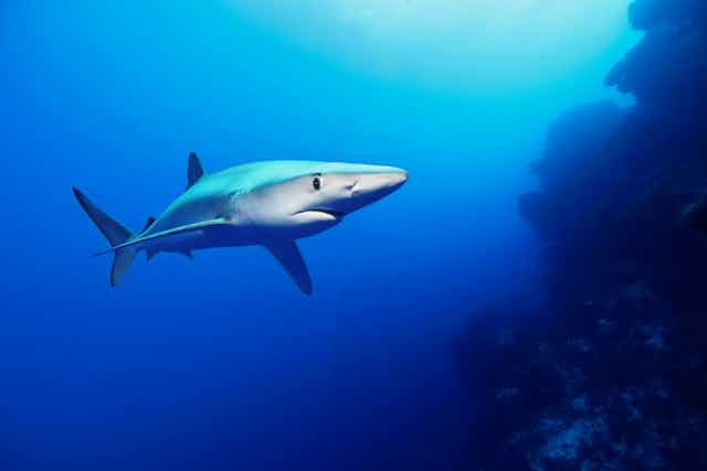 Blue shark swims towards right of the picture, clear blue ocean background