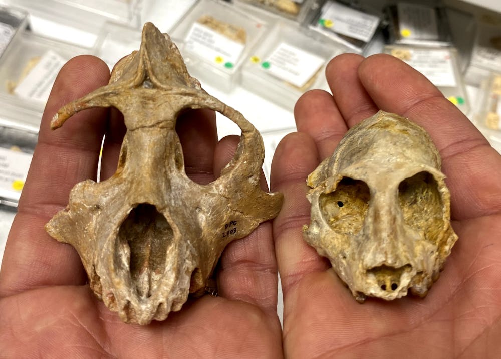 Our ancient primate ancestors had an appetite for soft fruits – and ...