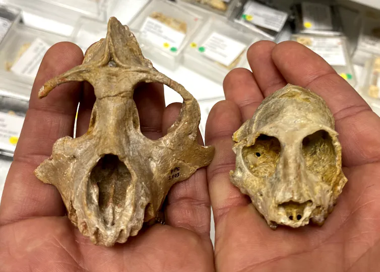Hands holding skulls of 29 million-year-old primates