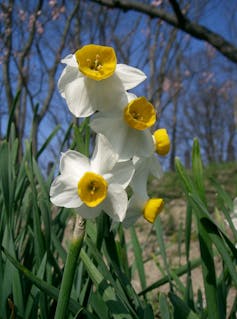 A picture of a narcissus.