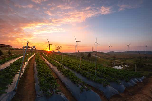 horticulture land with wind turbines in background