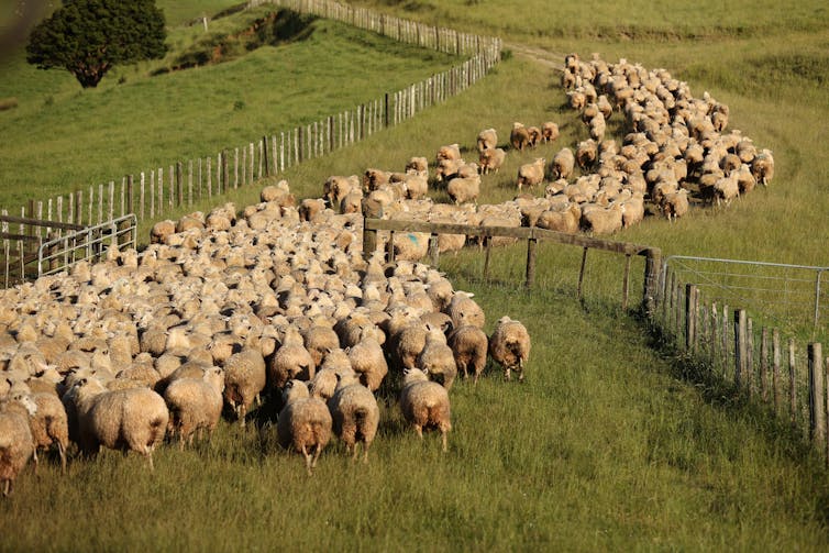 flock of sheep moving between paddocks