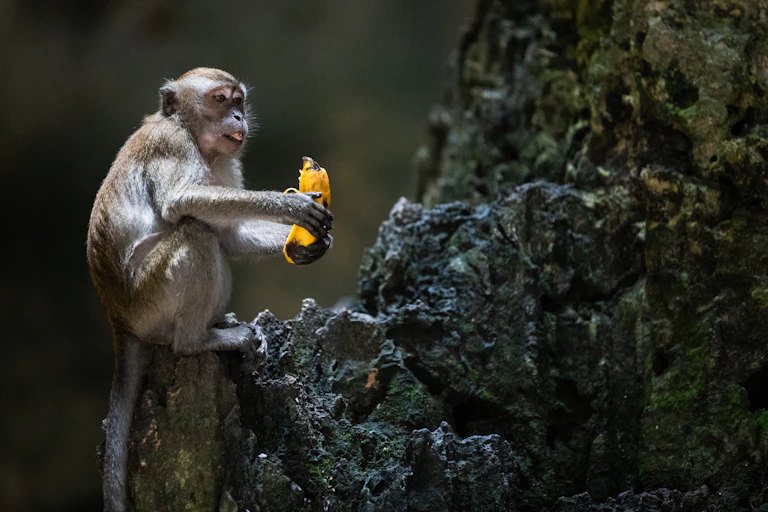 monkey eating a banana