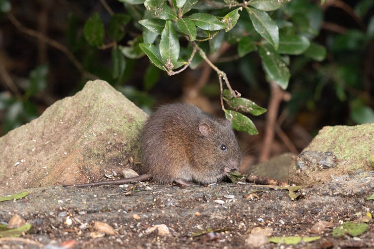 rat on stony ground in front of rock and leaves