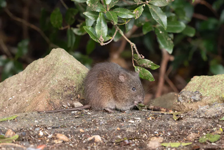 rat on stony ground in front of rock and leaves