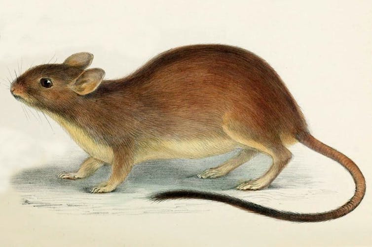 an illustration of a rodent