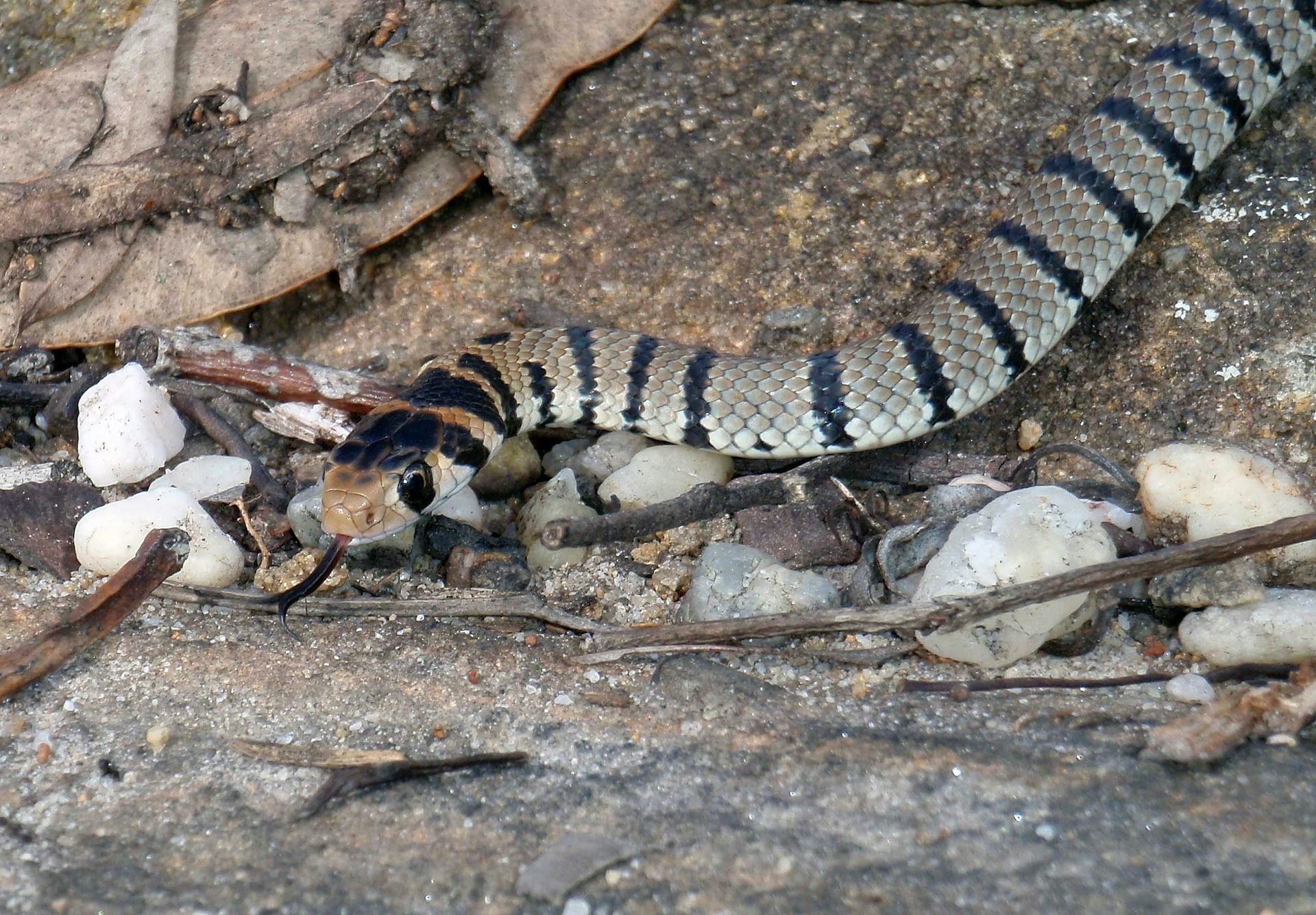 young snake