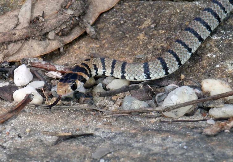young snake