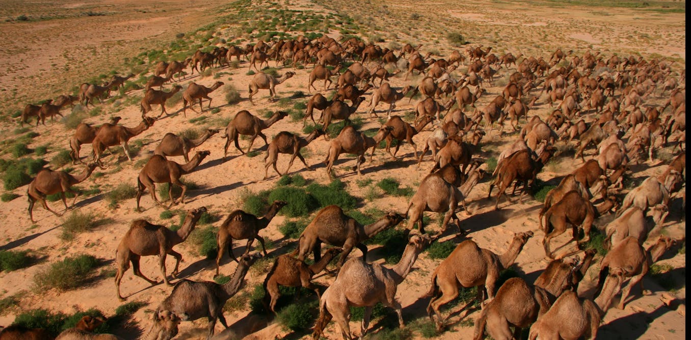 Horses, camels and deer get a bad rap for razing plants – but our new research shows they’re no worse than native animals
