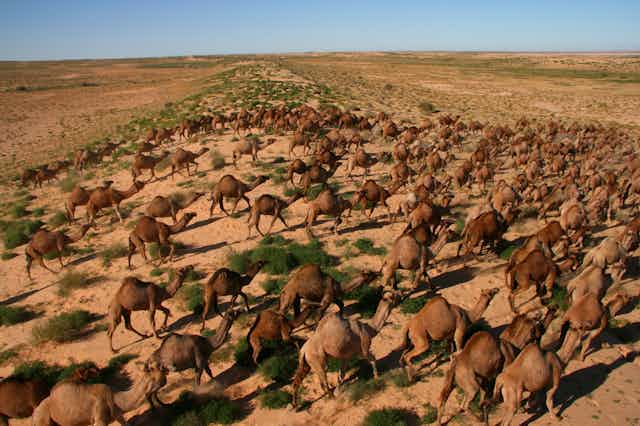 camels in central australia