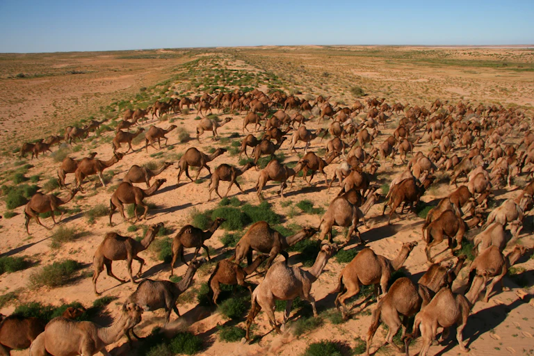 camels in central australia