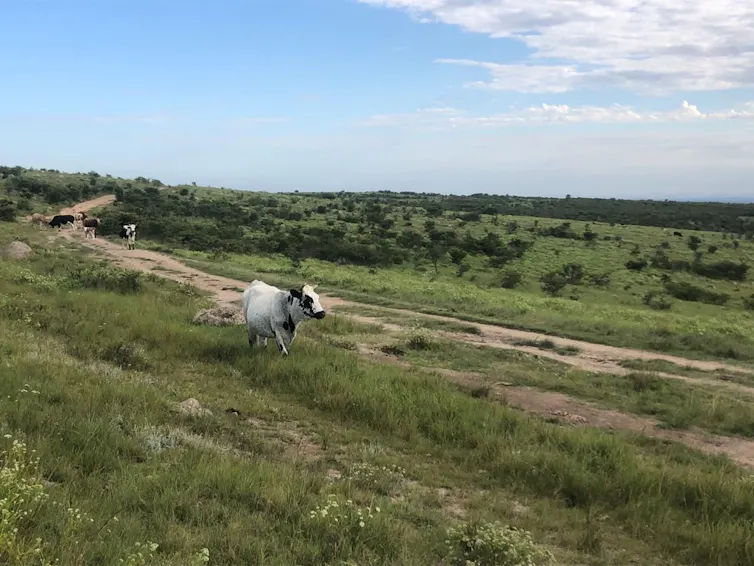Cow in landscape