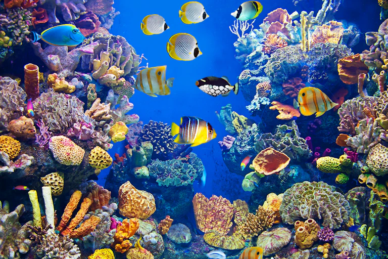 Underwater scene with multiple fish and coral.