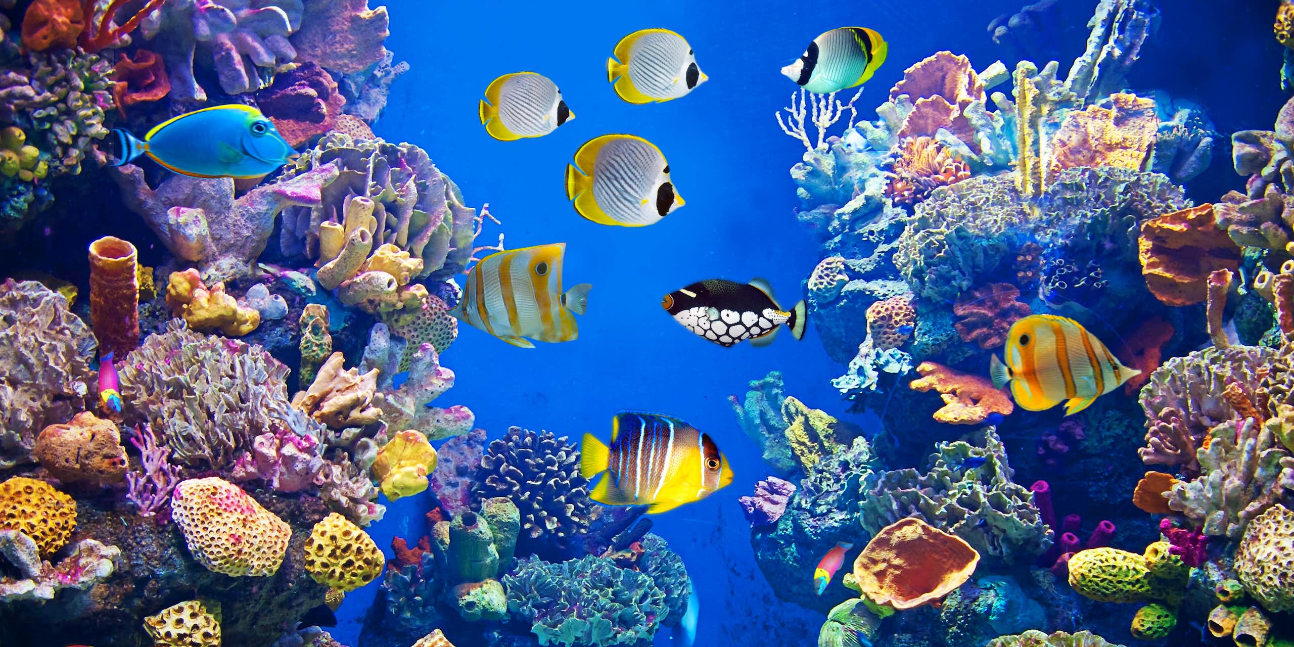 Underwater scene with multiple fish and coral. 