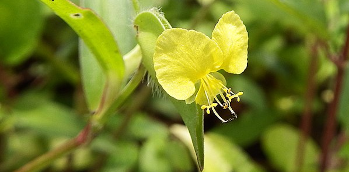“Study finds 61 medicinal plant species in South Africa contribute to children’s health” “Study finds 61 medicinal plant species in South Africa contribute to children’s health”