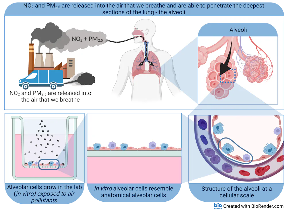 Air pollution: we recreated the deepest sections of your lung in a ...