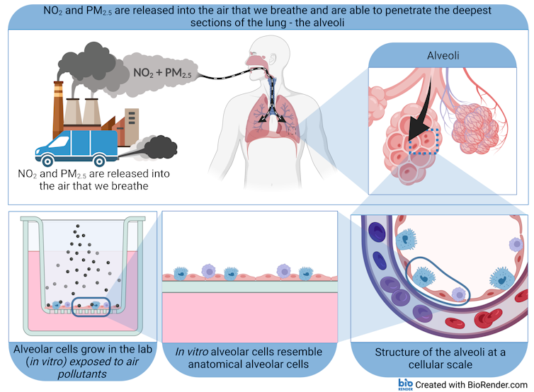 illustration of the research described in the article