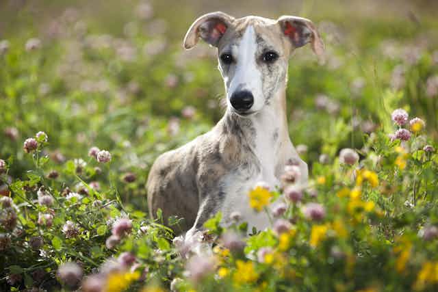 Grey whippet facing camera, surrounded by grass and flowers