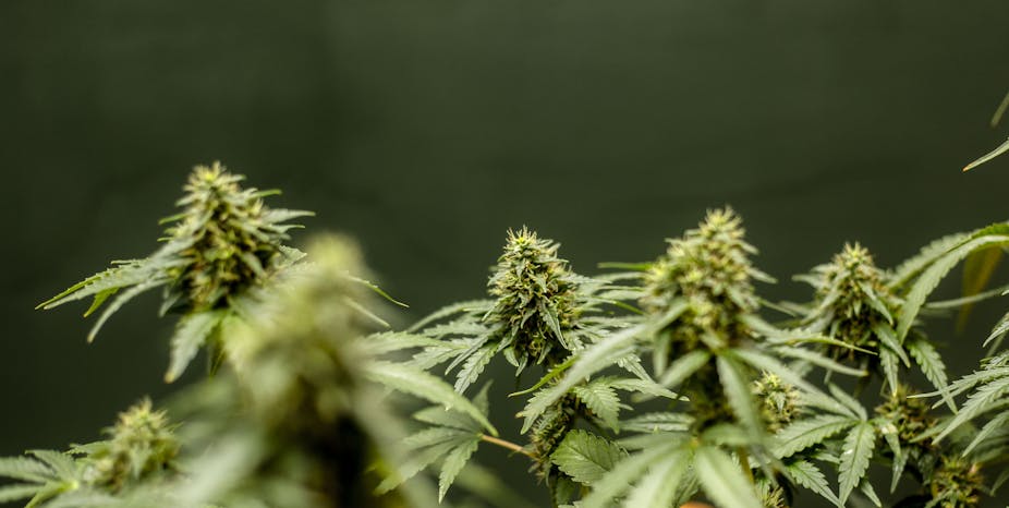 lazy placeholder Justiça Federal autoriza casal a medicar filho com maconha no interior do Paraná